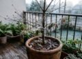 As 6 árvores frutíferas que resistem ao frio