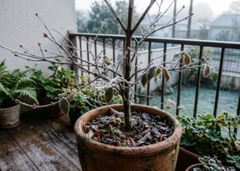 As 6 árvores frutíferas que resistem ao frio