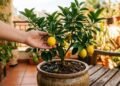 Ideal para casas pequenas: a árvore que dá frutos durante todo o ano, não cria raízes e é fácil de cuidar