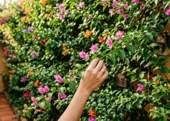 Adeus muro sem graça: 5 trepadeiras transformam paredes e pergolados em túneis floridos