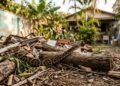 Essas 7 coisas atraem cobras para sua casa