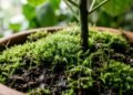 Nem praga, nem sinal de que a planta está perdida: o que o musgo sobre a terra realmente pode indicar