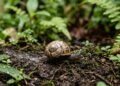 Se você vir um caracol andando pela sua casa ou jardim, nós lhe diremos o que isso significa e por que é algo bom.