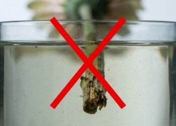 O segredo para flores durarem mais tem 2 ingredientes, e um deles evita que os talos apodreçam rápido