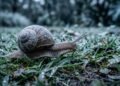 O que significa encontrar caracóis no jardim no inverno e por que especialistas recomendam não mexer neles