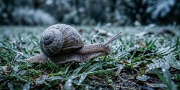 O que significa encontrar caracóis no jardim no inverno e por que especialistas recomendam não mexer neles