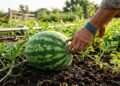A técnica de cultivo que ajuda a produzir melancias firmes, doces e bem formadas