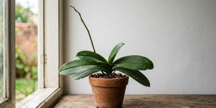 Folhas verdes, raízes firmes e nenhuma flor: o detalhe que pode estar travando sua orquídea