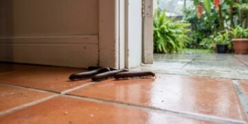 Nem veneno forte, nem desespero: 6 maneiras de afastar piolhos-de-cobra que aparecem durante as chuvas