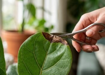 Antes de cortar folhas de plantas com bordas marrons, é preciso prestar atenção a esses problemas