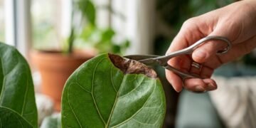 Antes de cortar folhas de plantas com bordas marrons, é preciso prestar atenção a esses problemas