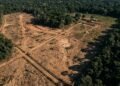 Herdeiro recebe fazenda com área desmatada e vira alvo de multa aplicada depois da morte do antigo dono, mas STJ decide que a punição ambiental não passa automaticamente para quem herdou