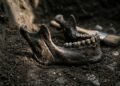 Uma marca quase invisível em uma mandíbula de 100 mil anos pode revelar um dos episódios de violência mais antigos da humanidade
