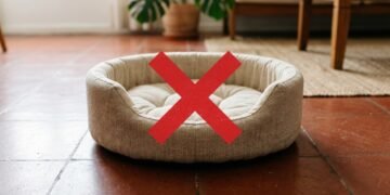 Adeus à caminha tradicional: a alternativa mais quente e aconchegante para os gatos no inverno