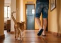 Gatos seguem seus donos até o banheiro por 5 razões, e uma delas está diretamente ligada à sensação de segurança