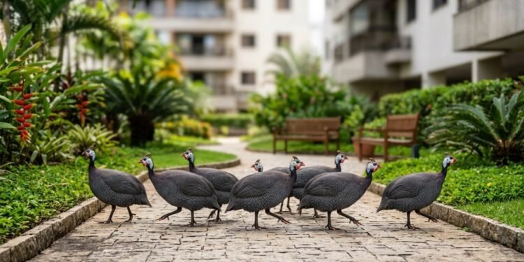 Condomínio solta galinhas-d’angola nas áreas comuns para combater escorpiões, mas fezes, sujeira e risco sanitário viram denúncia: Justiça manda retirar as aves mesmo após aprovação em assembleia