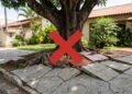 As 5 árvores perfeitas para transformar seu quintal sem destruir os pisos