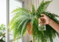 Samambaia exuberante: os cuidados que fazem a planta voltar a formar uma cascata verde