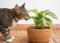 Como manter gatos longe dos canteiros sem machucá-los: os cheiros, plantas e barreiras naturais que realmente ajudam