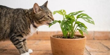 Como manter gatos longe dos canteiros sem machucá-los: os cheiros, plantas e barreiras naturais que realmente ajudam