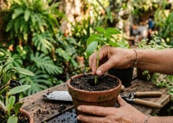A técnica simples que transforma galhos em mudas e pode deixar sua casa mais verde com paciência e cuidado