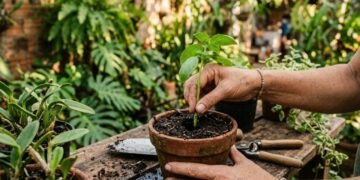 A técnica simples que transforma galhos em mudas e pode deixar sua casa mais verde com paciência e cuidado