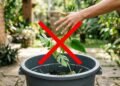 Pare de jogar galhos fora: veja como utilizar eles para multiplicar suas plantas sem gastar quase nada
