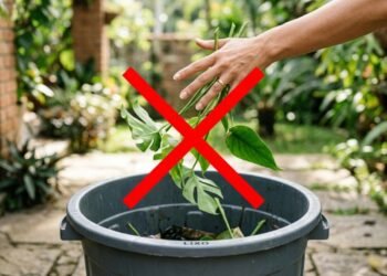 Pare de jogar galhos fora: veja como utilizar eles para multiplicar suas plantas sem gastar quase nada