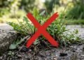 Como acabar com as ervas daninhas usando métodos naturais que ajudam a proteger o jardim