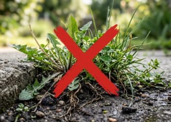 Como acabar com as ervas daninhas usando métodos naturais que ajudam a proteger o jardim