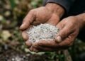 Não jogue fora as cinzas: elas podem se transformar em um poderoso recurso para o jardim