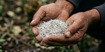 Não jogue fora as cinzas: elas podem se transformar em um poderoso recurso para o jardim