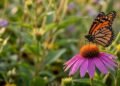 O que significa quando várias borboletas começam a aparecer nas flores do seu jardim