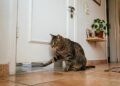Seu gato te segue até o banheiro e mia na porta? Ele pode estar dizendo muito mais do que parece