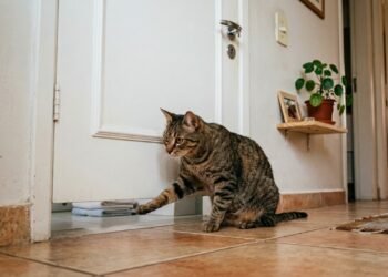 Seu gato te segue até o banheiro e mia na porta? Ele pode estar dizendo muito mais do que parece