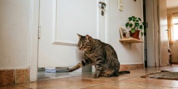 Seu gato te segue até o banheiro e mia na porta? Ele pode estar dizendo muito mais do que parece