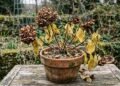 Sua hortênsia murcha, queima ou não floresce? O problema pode estar no lugar onde ela foi plantada