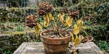Sua hortênsia murcha, queima ou não floresce? O problema pode estar no lugar onde ela foi plantada