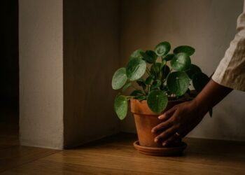 As 4 plantas que amam sombra mais bonitas para decorar cantos escuros