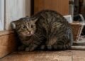 O erro grave que muita gente ainda comete com gatos e que pode afetar equilíbrio, defesa e confiança