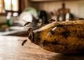 Sem químicos e riscos a saúde, o truque caseiro para acabar com mosquitinhos de fruta