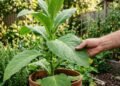 Muito além do cigarro: aprenda a cultivar tabaco em casa e transformar seu jardim com um visual delicado