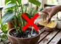 O resto de banana pode ajudar o jardim, mas não do jeito que muita gente está fazendo nos vasos de casa
