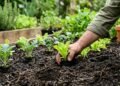 Como preparar o solo para cultivar alface, couve, brócolis e outras 5 hortaliças no inverno
