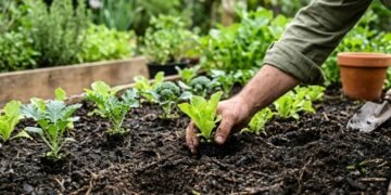 Como preparar o solo para cultivar alface, couve, brócolis e outras 5 hortaliças no inverno