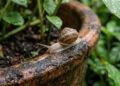 Porque pode ser algo bom você ver um caracol andando pela sua casa ou jardim
