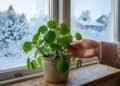 Adeus casa sem verde no frio: estas 5 plantas resistem à sombra, às temperaturas baixas e às regas espaçadas