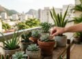 Adeus jardim trabalhoso: estas espécies mantêm o visual bonito mesmo em rotinas corridas