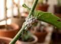 Aprenda a identificar cochonilhas e como tratar antes que elas acabem com suas plantas
