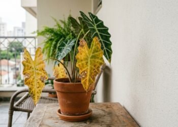 Sua planta começou a amarelar? Ela pode estar avisando que algo saiu do controle